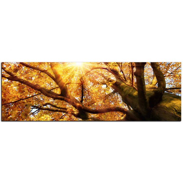 Obraz na plátně - Slunce přes větve stromu - panoráma